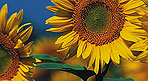 Bild: Sonnenblume