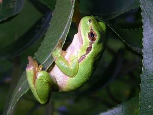 Laubfrosch auf einem Weidenblatt