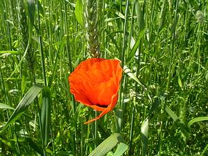 Mischfruchtanbau, Mohn zwischen Getreide